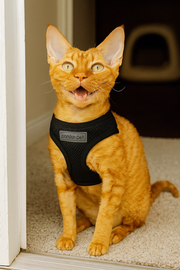 Parisian Pet 'Freedom Harness Black' for Dogs & Cats – Adjustable, Durable, Comfortable Black Dog Harness