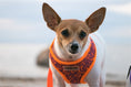 Load image into Gallery viewer, Parisian Pet 'Sport Net Harness' for Dogs & Cats – Comfortable & Adjustable Mesh Harness, Orange & Blue