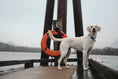 Load image into Gallery viewer, Up Country Marlin Cast Brass Dog Collar