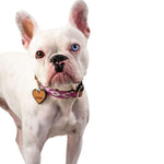 Melrose dog collar (quick release)