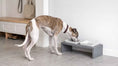 Load image into Gallery viewer, Bowsers Moderno Double Wood Dog Bowl Feeder in grey