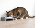 Load image into Gallery viewer, Bowsers Moderno Single Wood Dog Bowl Feeder in grey