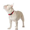 Load image into Gallery viewer, DOGISTRY City Collar - Iconic Red