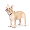Load image into Gallery viewer, DOGISTRY City Collar - Iconic Red