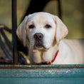 Load image into Gallery viewer, Moose Dog Collar