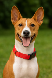 Parisian Pet 'Nylon Collar' for Dogs & Cats – High-Quality Red Nylon Collar -Valentine's Day