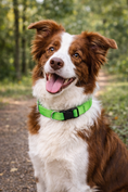 Load image into Gallery viewer, Parisian Pet 'Nylon Collar' for Dogs & Cats – Adjustable Green Pet Collar, Durable Nylon Design