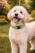 Load image into Gallery viewer, Parisian Pet 'Nylon Collar' for Dogs & Cats – Adjustable Green Pet Collar, Durable Nylon Design