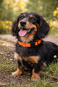 Load image into Gallery viewer, Parisian Pet 'Nylon Collar' for Dogs & Cats – Durable Adjustable Orange Pet Collar, Comfortable Design for Small Dogs