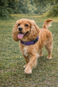Load image into Gallery viewer, Parisian Pet 'Nylon Collar' for Dogs & Cats – Comfortable Adjustable Fit for Small Pets, Lilac