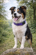 Load image into Gallery viewer, Parisian Pet 'Nylon Collar' for Dogs & Cats – Comfortable Adjustable Fit for Small Pets, Lilac
