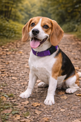Load image into Gallery viewer, Parisian Pet 'Nylon Collar' for Dogs & Cats – Comfortable Adjustable Fit for Small Pets, Lilac