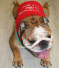 Load image into Gallery viewer, Parisian Pet 'Naughty or Nice' Dog Christmas T-Shirt - Festive Pet Holiday Shirt for Dogs & Cats, Red