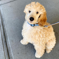 Load image into Gallery viewer, Up Country Navy Gingham Small Breed Dog Collar Made in USA
