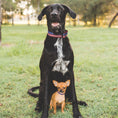 Load image into Gallery viewer, New Stars Small Breed Dog Collar
