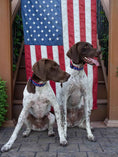 Load image into Gallery viewer, Up Country New Stars Cast Brass Dog Collar