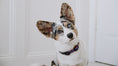Load image into Gallery viewer, New Stars Dog Collar