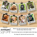 Tiger Sambboho dog collar (animal print collection)