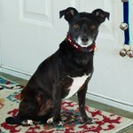 No Bones About It Small Breed Dog Collar