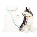 Load image into Gallery viewer, Nola Hands-Free Rope Dog Leash
