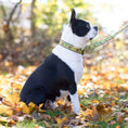 Load image into Gallery viewer, Up Country Nuts Cast Brass Dog Collar