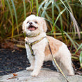 Load image into Gallery viewer, Up Country Nuts Dog Cast Brass Dog Harness