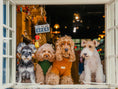 Load image into Gallery viewer, Pet Sweater Vest - Green