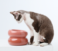 Load image into Gallery viewer, Soufflé Pet Bowl - Rose Pink