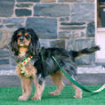 Load image into Gallery viewer, One in a Melon Dog Harness