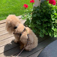 Load image into Gallery viewer, Up Country Orange You Pretty Cast Brass Dog Leash