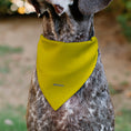 Load image into Gallery viewer, Pet Bandana - SpongeBob SquarePants and Friends SOAK UP POSITIVITY Pose Yellow