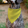 Load image into Gallery viewer, Pet Bandana - SpongeBob SquarePants Face Close-Up Yellow