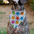 Load image into Gallery viewer, Pet Bandana - BIRTHDAY BOY Text and Stars White/Multi Color