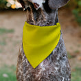 Load image into Gallery viewer, Pet Bandana - DO NOT PET Warning Yellows/Black