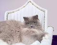 Load image into Gallery viewer, Royal Davenport Luxury Pet Bed