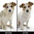 Load image into Gallery viewer, THE SHEDDER