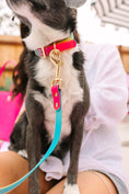 Load image into Gallery viewer, Pippa Dog Collar