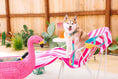 Load image into Gallery viewer, Pippa All Weather Dog Leash