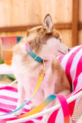 Load image into Gallery viewer, Pippa Dog Collar