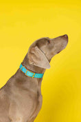Load image into Gallery viewer, Pippa Dog Collar