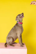 Load image into Gallery viewer, Pippa Dog Collar