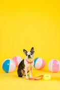 Load image into Gallery viewer, Katelin Dog Collar