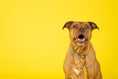 Load image into Gallery viewer, Pippa Dog Collar
