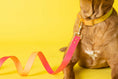 Load image into Gallery viewer, Katelin Dog Collar