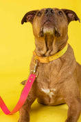 Load image into Gallery viewer, Katelin Dog Collar