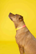 Load image into Gallery viewer, Katelin Dog Collar