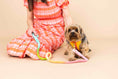 Load image into Gallery viewer, Kenna Dog Harness