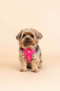 Load image into Gallery viewer, Stasia Dog Harness