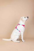 Load image into Gallery viewer, Stasia Dog Harness