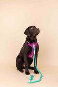 Load image into Gallery viewer, Joana Dog Harness